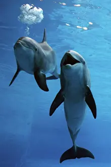 Blowhole: Bottlenose Dolphin - two swimming underwater together