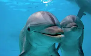 Blowhole: Bottlenose Dolphin - two swimming underwater