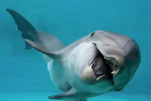 Bottlenose Dolphin - swimming on side underwater