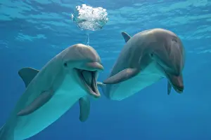 Blowhole: Bottlenose Dolphin - two swimming underwater -