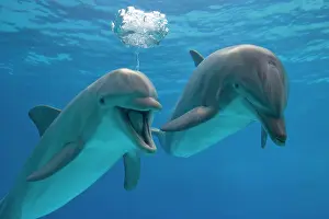Bottlenose: Bottlenose Dolphin - two swimming underwater - with