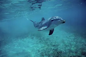 Bottlenose: Bottlenose Dolphin - swimming, underwater
