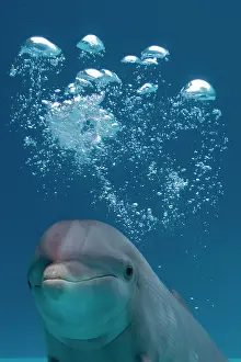 Blowhole: Bottlenose Dolphin - swimming underwater - with water bubble