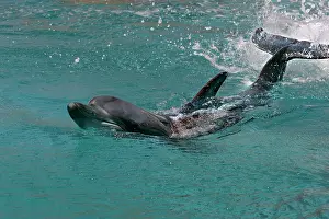 Aduncus: Bottlenose Dolphin - Swimming through water