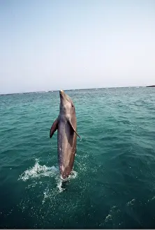 Worldwide: Bottlenose DOLPHIN - tail walking