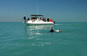 Karl Terblanche: Bottlenose Dolphin - tourists dolphin watching