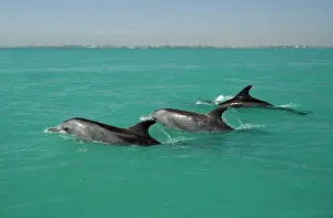 Karl Terblanche: Bottlenose Dolphin - trio of adults breaking the