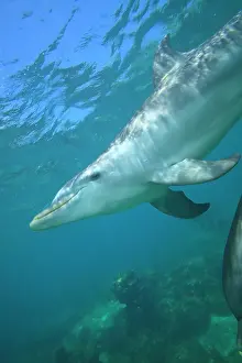 Truncatus: Bottlenose Dolphin (Tursiops truncatus)