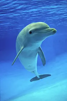 Truncatus: Bottlenose Dolphin (tursiops truncatus)