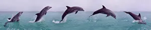 Truncatus: Bottlenose Dolphin (tursiops truncatus), Adult Leaping