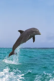 Truncatus: Bottlenose Dolphin (tursiops truncatus), Adult Leaping