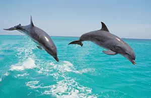 Truncatus: Bottlenose Dolphin (tursiops truncatus), Pair Leaping