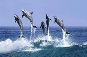Truncatus: BOTTLENOSE DOLPHIN (tursiops truncatus), GROUP LEAPING