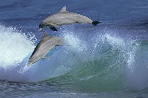 Truncatus: Bottlenose Dolphin (tursiops truncatus), Pair Leaping