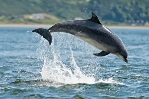 Truncatus: Bottlenose Dolphin (Tursiops truncatus), adult
