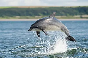 Truncatus: Bottlenose Dolphin (Tursiops truncatus), adult