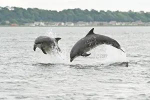 Truncatus: Bottlenose Dolphin (Tursiops truncatus), two adults
