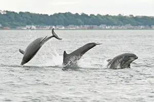 Truncatus: Bottlenose Dolphin (Tursiops truncatus), three adults