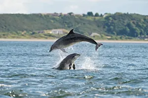 Truncatus: Bottlenose Dolphin (Tursiops truncatus), two adults