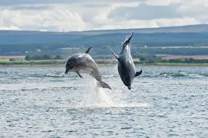 Truncatus: Bottlenose Dolphin (Tursiops truncatus), two adults