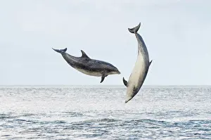 Truncatus: Bottlenose Dolphin (Tursiops truncatus), two adults