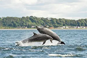 Truncatus: Bottlenose Dolphin (Tursiops truncatus), two adults