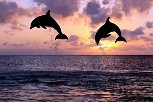 Truncatus: Bottlenose Dolphin (Tursiops truncatus), two dolphins