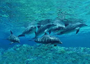 Truncatus: Bottlenose Dolphin (tursiops truncatus), Group