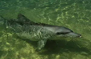 Francois: Bottlenose dolphin (Tursiops truncatus). Monkey