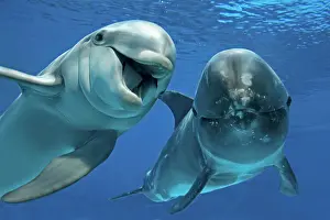 Bottlenose: Bottlenose Dolphin (Tursiops truncatus) and Risso's