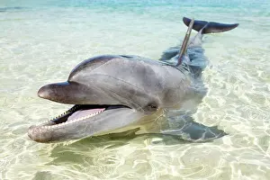 Truncatus: Bottlenose Dolphin (Tursiops truncatus), shallow