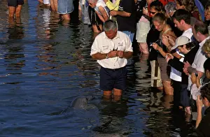 Francois: Bottlenose dolphin (Tursiops truncatus), tourists