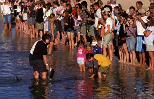 Francois: Bottlenose dolphin (Tursiops truncatus) and tourists