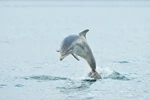Truncatus: Bottlenose Dolphin (Tursiops truncatus), one year