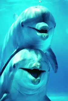 Bottlenose: Bottlenose DOLPHIN - two, facing, one on top of the other