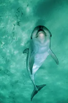 Blowhole: BOTTLENOSE DOLPHIN - underside view with bubbles