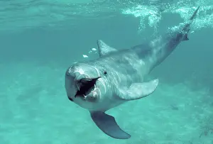 Honduras: Bottlenose dolphin - underwater
