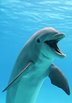 Anthropomorphic: Bottlenose dolphin - underwater