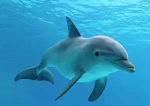 Worldwide: Bottlenose dolphin - underwater