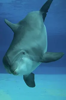 Aquaria: Bottlenose Dolphin - underwater