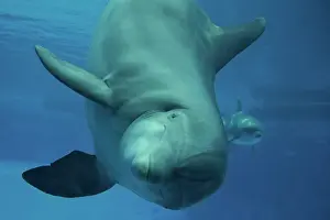 Aquaria: Bottlenose Dolphin - underwater