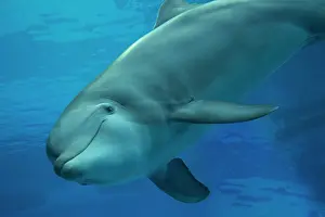 Aquaria: Bottlenose Dolphin - underwater
