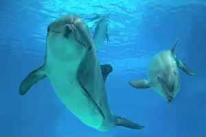 Aquaria: Bottlenose Dolphin - underwater