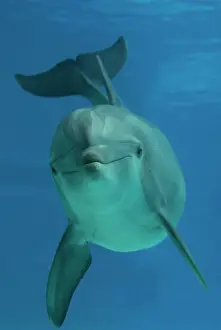 Aquaria: Bottlenose Dolphin - underwater