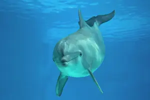 Aquaria: Bottlenose Dolphin - underwater