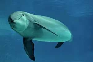 Aquaria: Bottlenose Dolphin - underwater