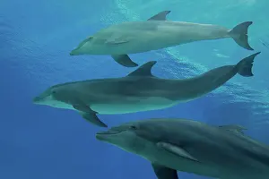 Aquaria: Bottlenose Dolphin - underwater