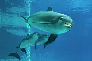 Aquaria: Bottlenose Dolphin - underwater
