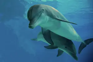 Aquaria: Bottlenose Dolphin - underwater