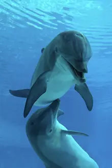 Aquaria: Bottlenose Dolphin - underwater